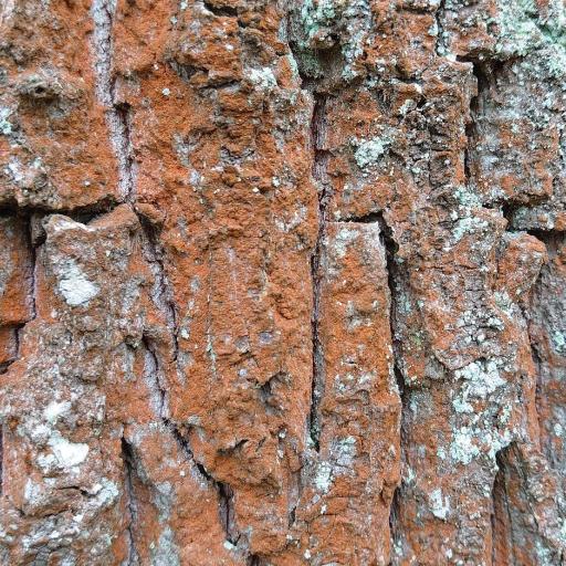 Trentepohlia umbrina — related species from the same genus