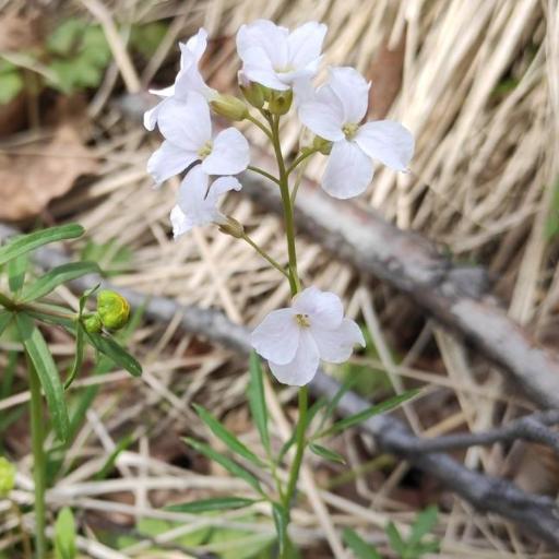 Cardamine trifida — search result for 'Cardamine'