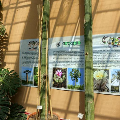 Cephalocereus polylophus other