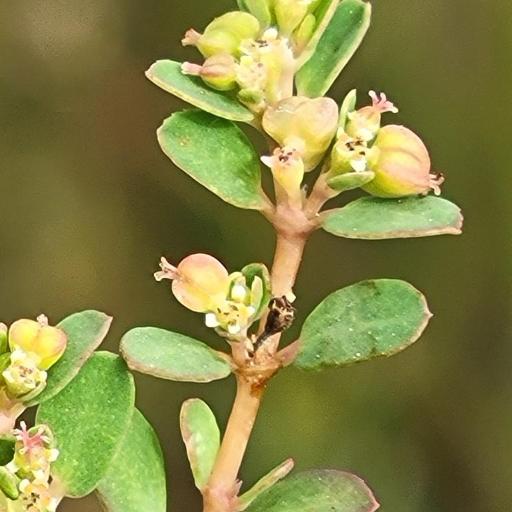 Euphorbia blodgettii — houseplant care guide