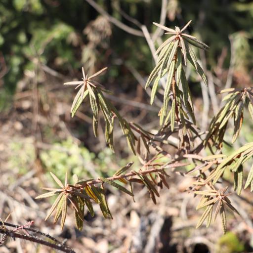 Rhododendron tomentosum other