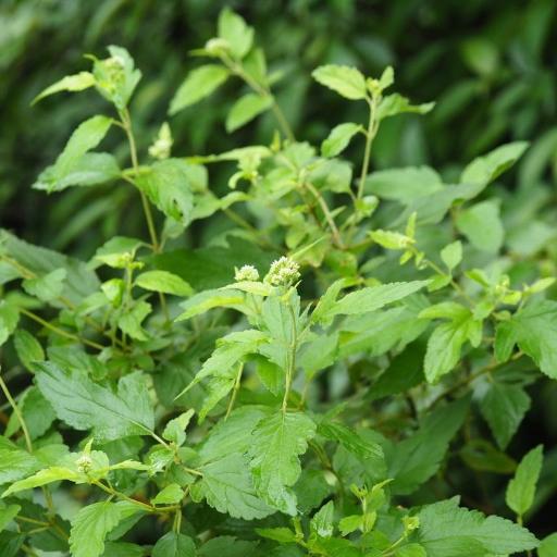Eupatorium formosanum other