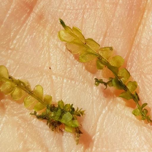 Chiloscyphus polyanthos — houseplant care guide