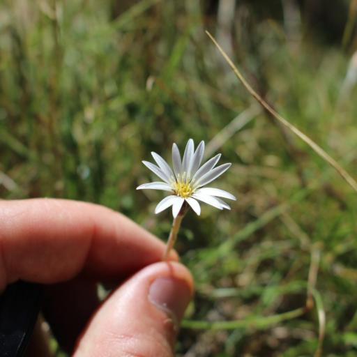 Celmisia gracilenta other