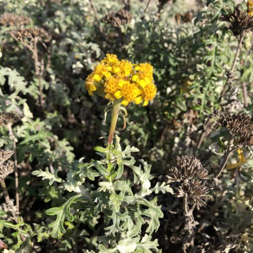 Eriophyllum staechadifolium — houseplant care guide