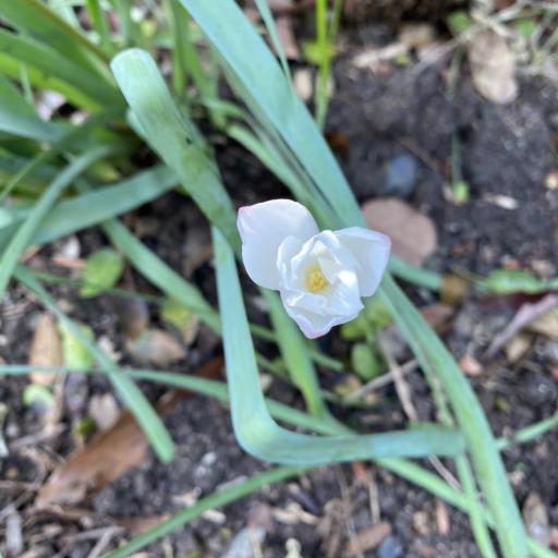 Zephyranthes drummondii other