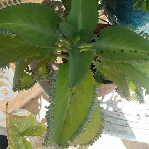Kalanchoe laetivirens other