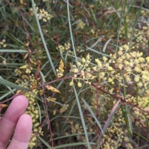 Acacia iteaphylla other