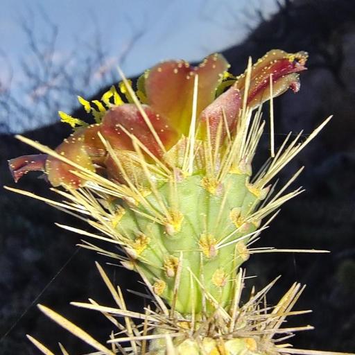 Cylindropuntia alcahes