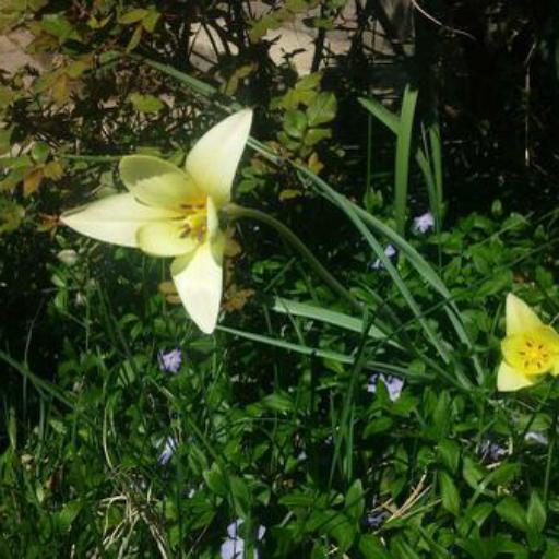 Tulipa urumiensis other