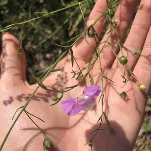 Agalinis strictifolia other