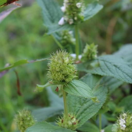 Lepechinia caulescens other