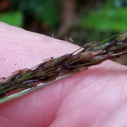 Carex uncinata other