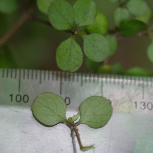 Coprosma tenuicaulis — houseplant care guide