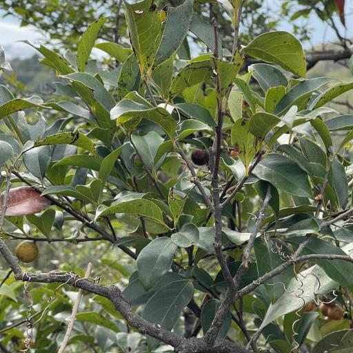 Diospyros morrisiana — houseplant care guide