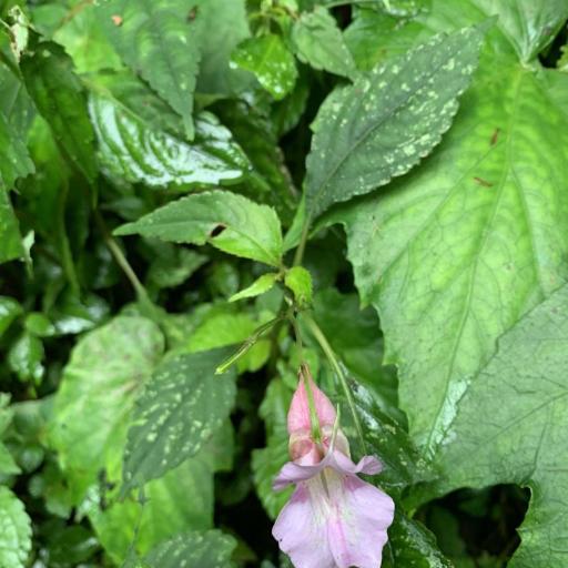Impatiens uniflora — houseplant care guide