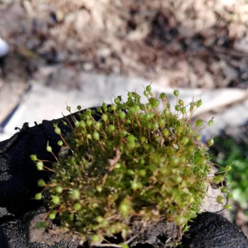 Physcomitrium pyriforme — houseplant care guide