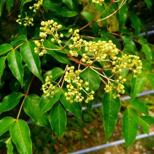 Staphylea japonica other