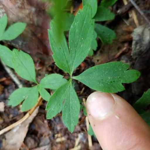 Anemonoides quinquefolia