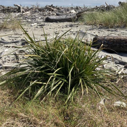 Cyperus ustulatus other