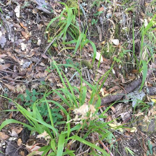 Anthoxanthum occidentale — search result for 'Anthoxanthum'