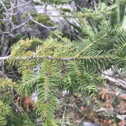 Abies vejarii — houseplant care guide
