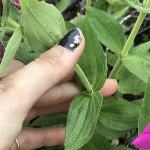 Erythranthe lewisii — houseplant care guide