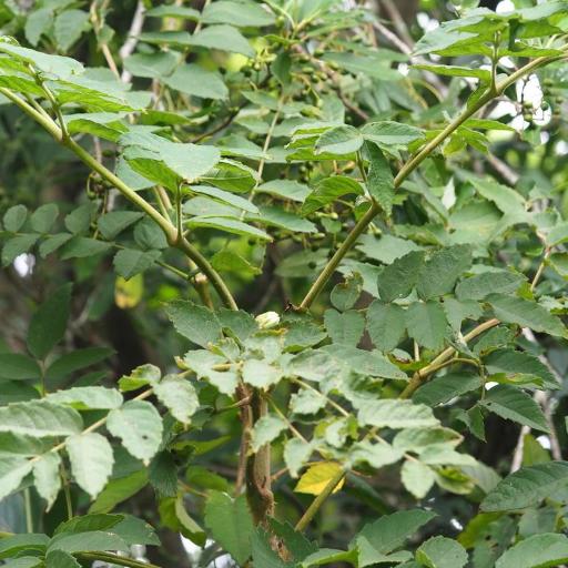 Aralia decaisneana — search result for 'Aralia'