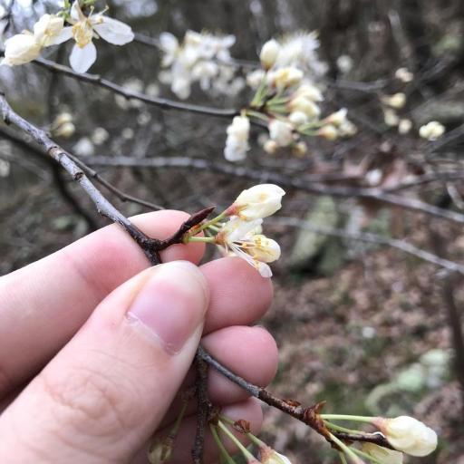 Prunus munsoniana — houseplant care guide