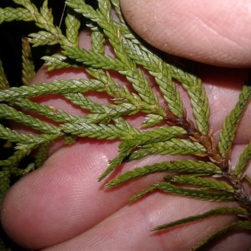 Libocedrus bidwillii other