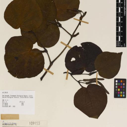 Piper excelsum — search result for 'Piper'