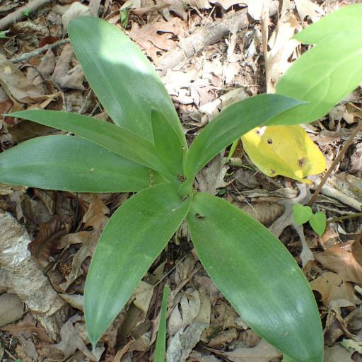 Agave virginica other