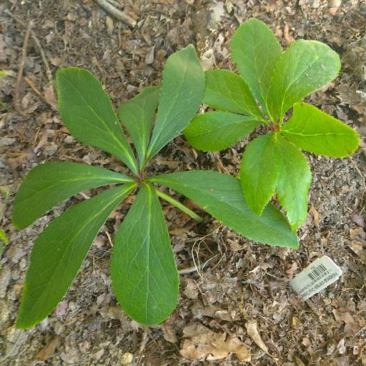 Helleborus × hybridus other