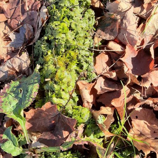 Conocephalum salebrosum — search result for 'Mushroom'