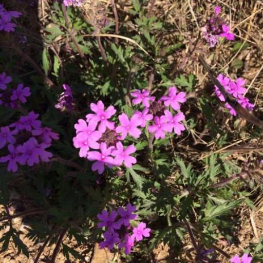 Verbena canadensis — houseplant care guide