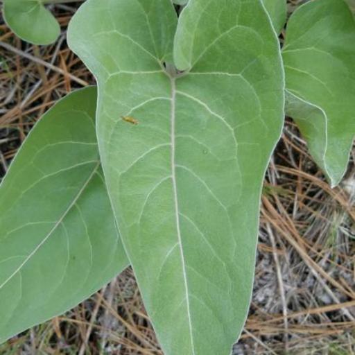 Wyethia sagittata other