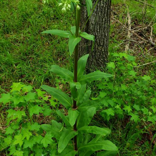 Frasera carolinensis — related species from the same genus