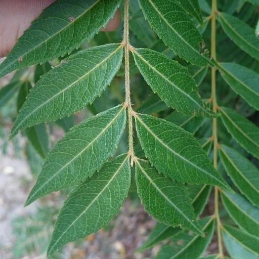 Jagera pseudorhus other