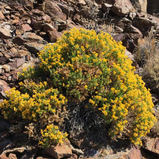 Ericameria cuneata other