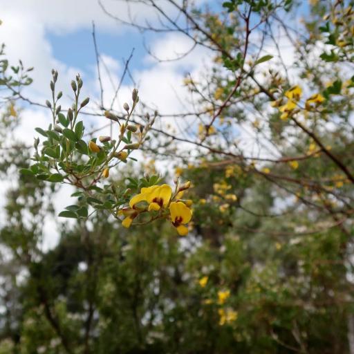 Goodia lotifolia other