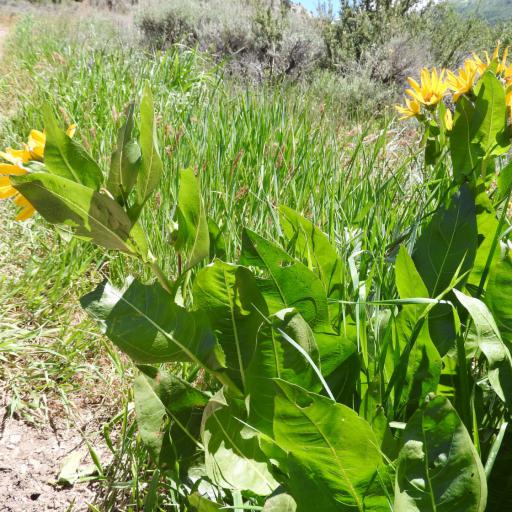 Wyethia amplexicaulis other