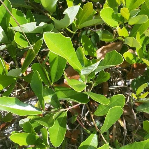 Quercus minima — houseplant care guide