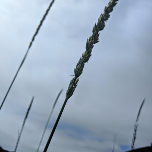 Leymus condensatus other