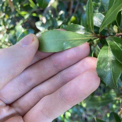 Myrsine variabilis other