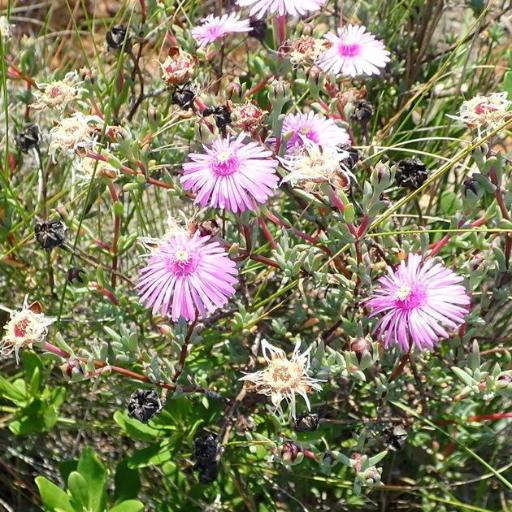 Lampranthus elegans other