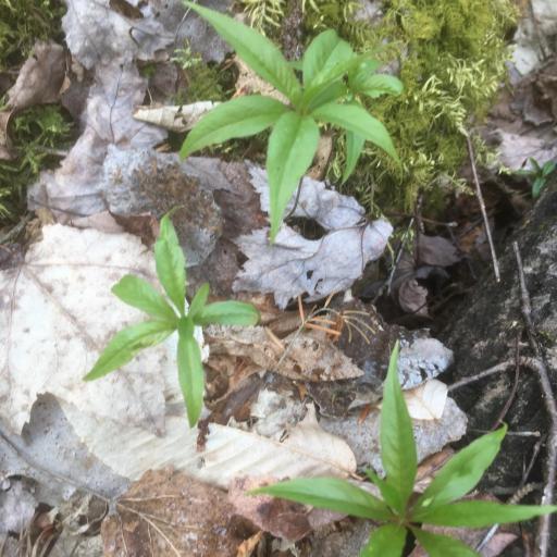 Lysimachia borealis other