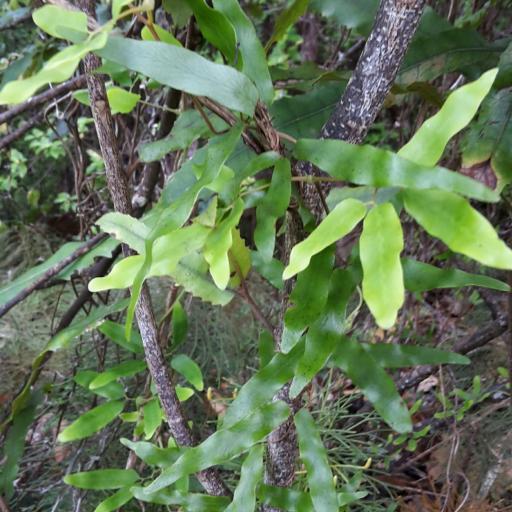 Lygodium articulatum other