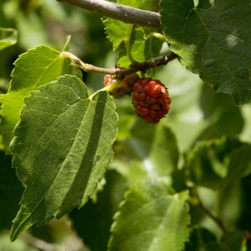 Morus microphylla other