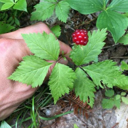 Rubus chloocladus other