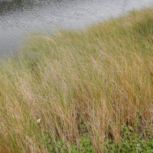 Sporobolus pumilus other